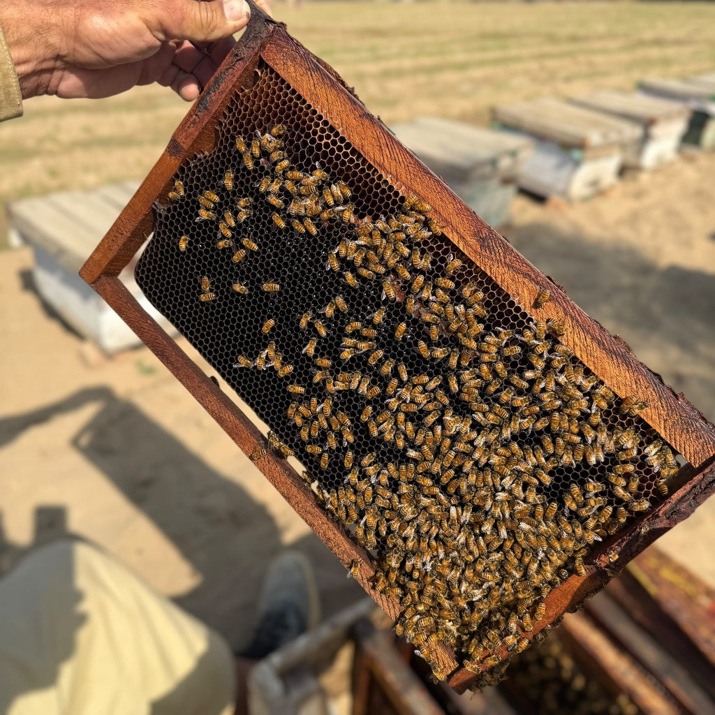 Original Sidr Bera Honey