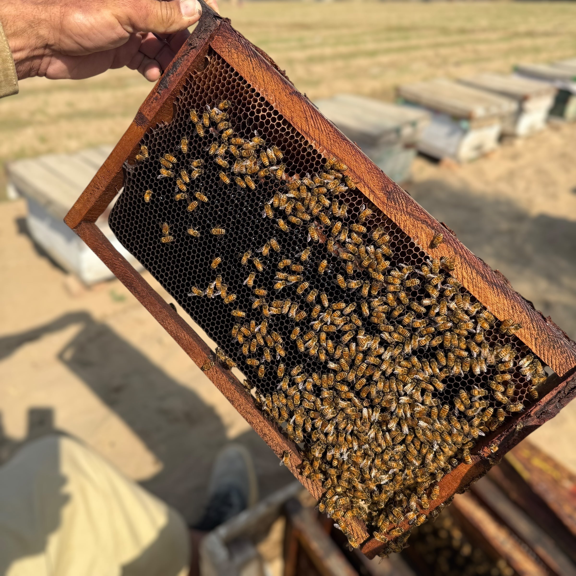Original Sidr Bera Honey