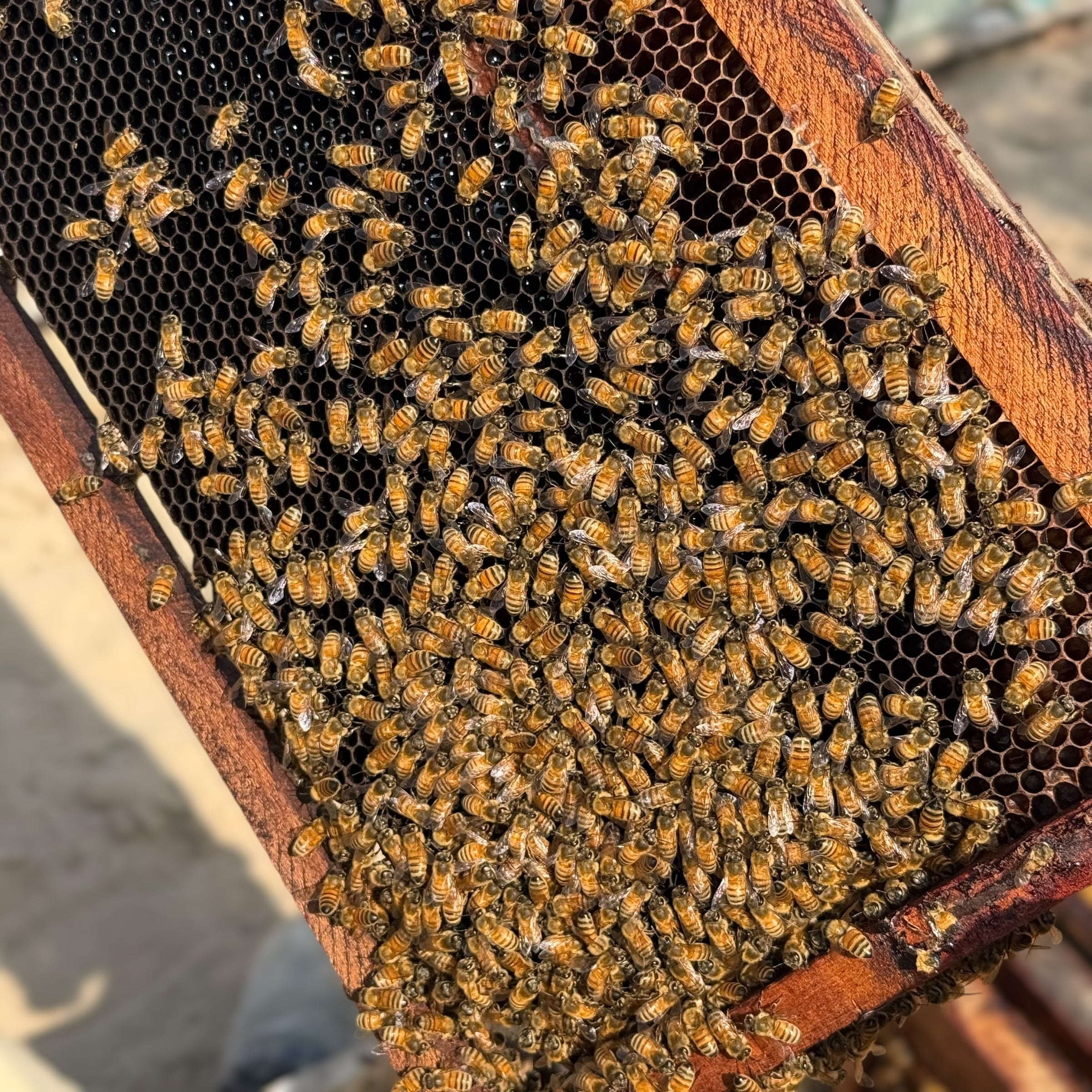 Original Sidr Bera Honey